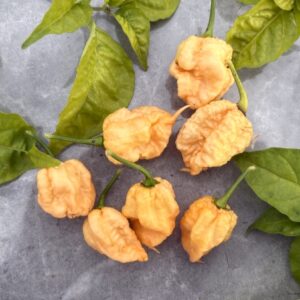 Reaper Sbagliato Chilifrön