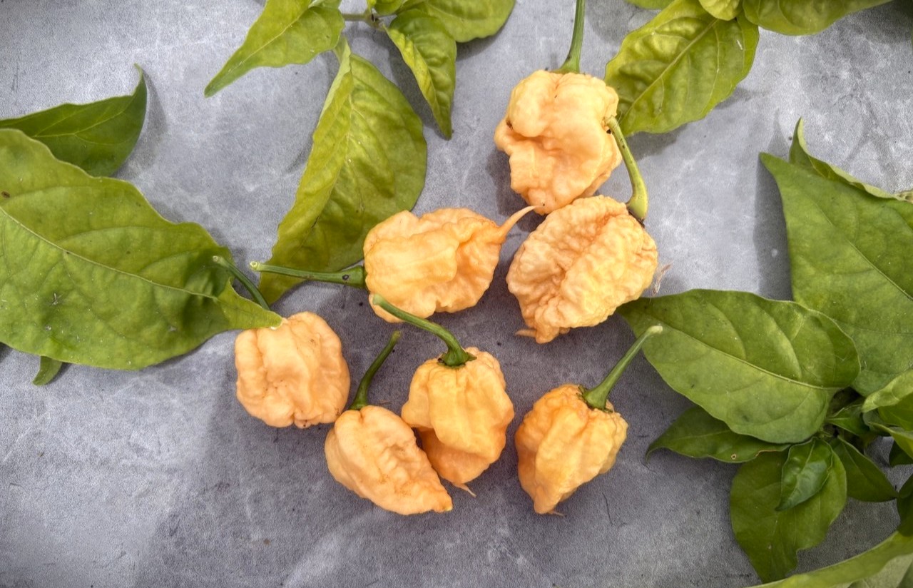 Reaper Sbagliato Reaper Sbagliato Chilifrön 2